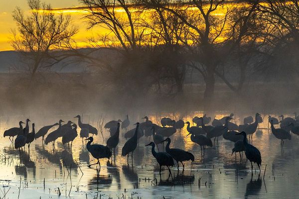 Jaynes Gallery 아티스트의 USA-New Mexico-Bernardo Wildlife Management Area-Sandhill cranes in water on foggy sunrise작품입니다.